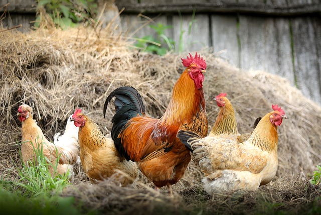 L'inaspettata alleanza tra faine e galline capire l'equilibrio della natura